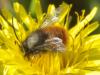 Osmia cornuta